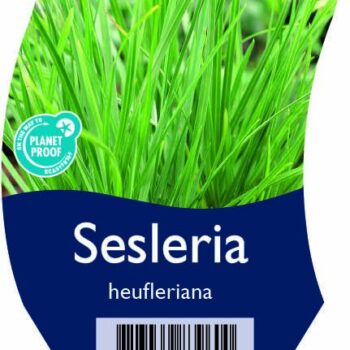 Sesleria heufleriana