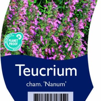 Teucrium cham. 'Nanum'