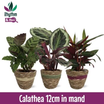 Calathea Mix in mand Rhythm & More