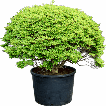 Enkianthus perulatus Ball