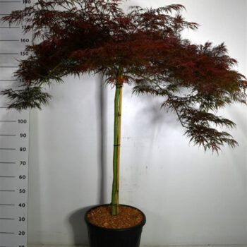 Acer pal. 'Garnet'