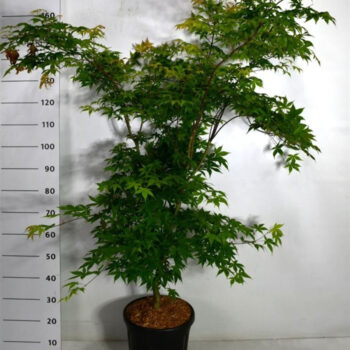 Acer pal. 'Osakazuki'