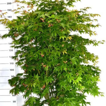 Acer pal. 'Osakazuki'