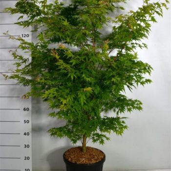 Acer pal. 'Sangokaku'