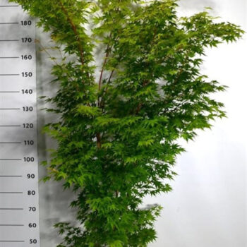 Acer pal. 'Sangokaku'