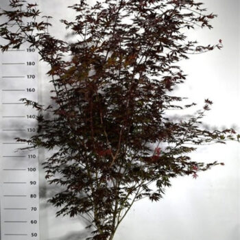 Acer pal. 'Trompenburg'