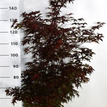 Acer pal. 'Twombly's Red Sentinel'