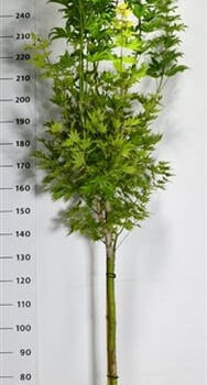 Acer shirasawanum 'Jordan'