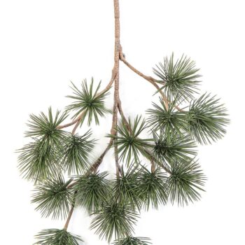 Bonzai pinus parviflor spray
