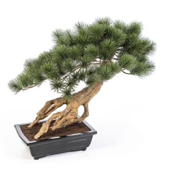 Bonzai pinus parviflor with black pot - 55 cm