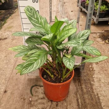 Aglaonema Stripes