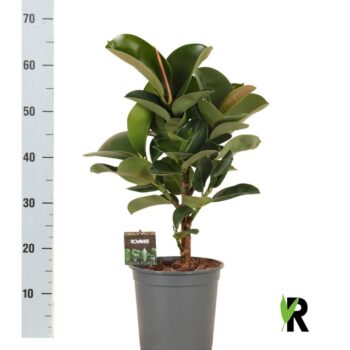 Ficus elast. Cloe vertakt