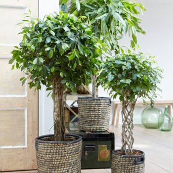 Ficus Benjamina Exotica koker p27