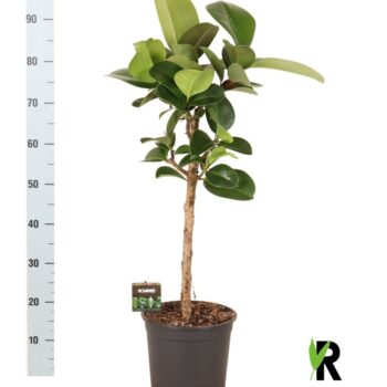 Ficus elast. Cloe op stam