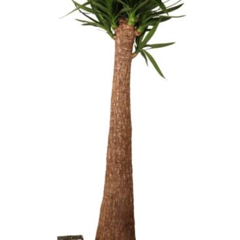 Yucca elephantipes rechte stam