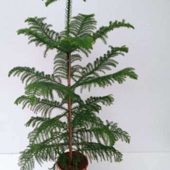 araucaria heterophylla