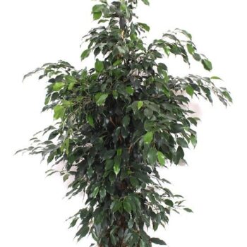 Ficus Danielle