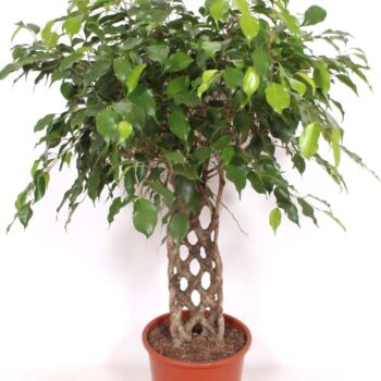 Ficus Exotica