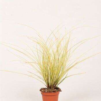 Carex brun. 'Jenneke'®