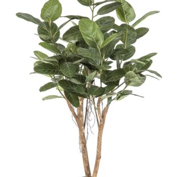 Ficus audrey tree - 140 cm