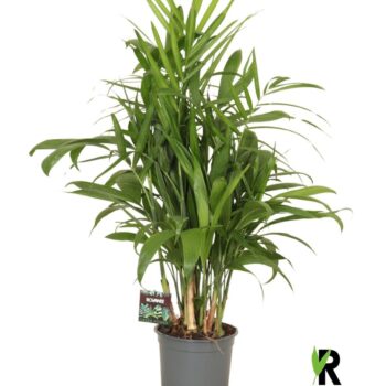 Chamaedorea Seifrizii