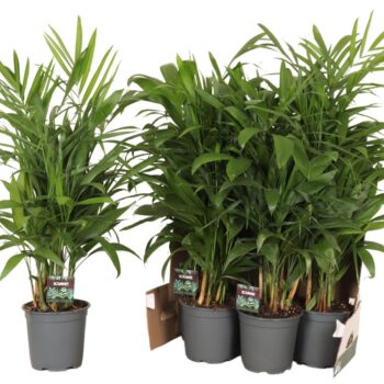 Chamaedorea Seifrizii