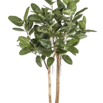 Ficus audrey tree - 170 cm
