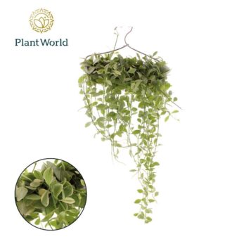 Dischidia op kledinghanger mix