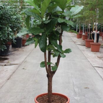 Ficus lyrata stam vertakt