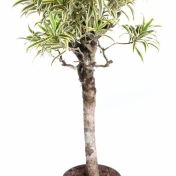 Dracaena India stam P31