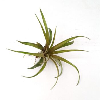 Tillandsia Capitata Hermosa