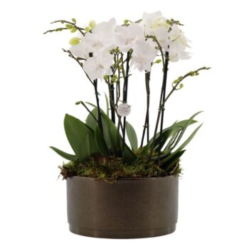 Flower Symphony | 3 x 2 tak FS wit in Sarah Bowl