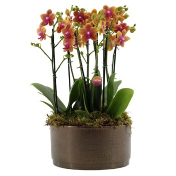 Flower Symphony | 3 x 2 tak Bolgheri in Sarah Bowl