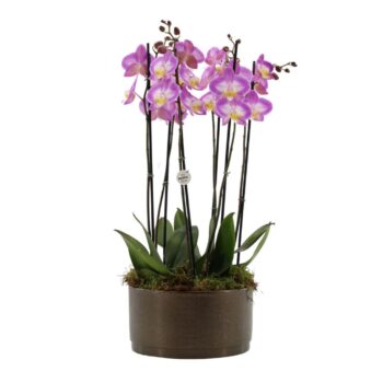 Your Natural Orchid | 3 x 2 tak ST roze in Sarah Bowl