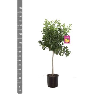 Citrus Lemon - 150cm