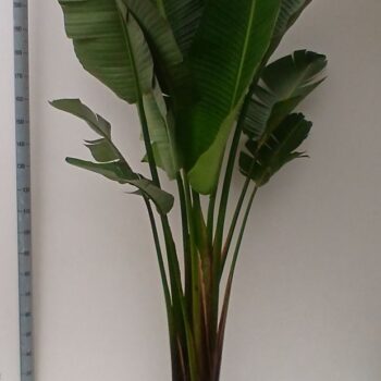 strelitzia nicolae hy