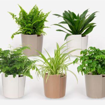 2025 - Groen Mix 12cm - Classic - Belenois