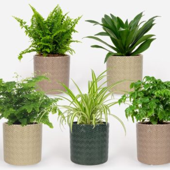 2025 - Groen Mix 12cm - Classic - Elgar