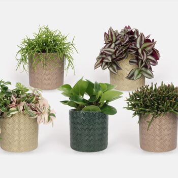 2025 - Groen Mix 12cm - Compact - Elgar