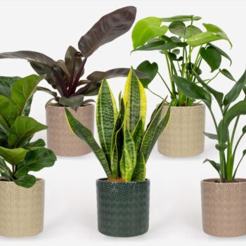 2025 - Groen Mix 12cm - Royal - Elgar