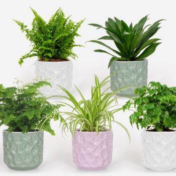 2025 - Groen Mix 12cm - Classic - Elboers Pink