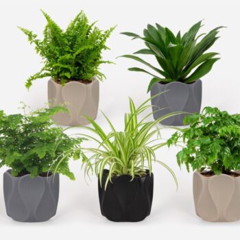 2025 - Groen Mix 12cm - Classic - Monarchidea