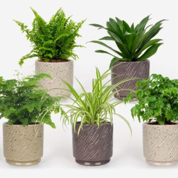 2025 - Groen Mix 12cm - Classic - Aedia