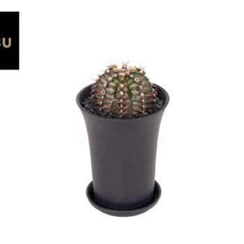 Gymno Cactus 'T-Rex' XL