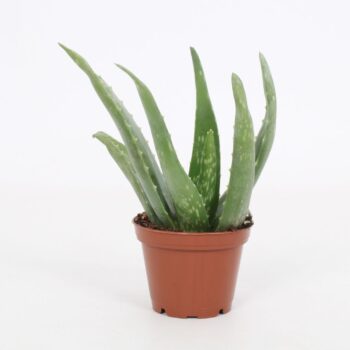 Aloe Vera Stek 1 p.p. 7cm