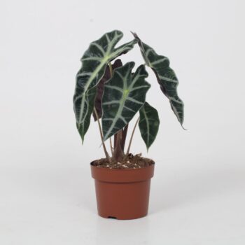 Alocasia Sanderiana Dwarf Amazonica 12cm