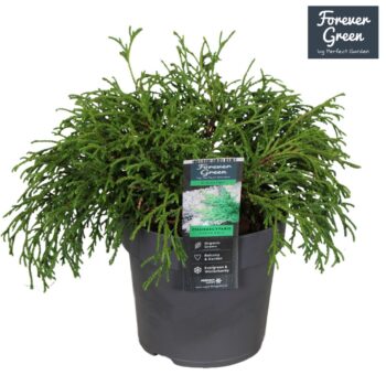 Chamaecyparis pisifera 'Filifera Nana' P14