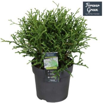 Thuja occidentalis 'Mr. Bowling Ball' P14