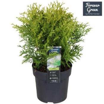 Thuja occidentalis 'Golden Globe' P14