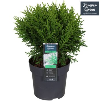 Thuja occidentalis 'Tiny Tim' P14